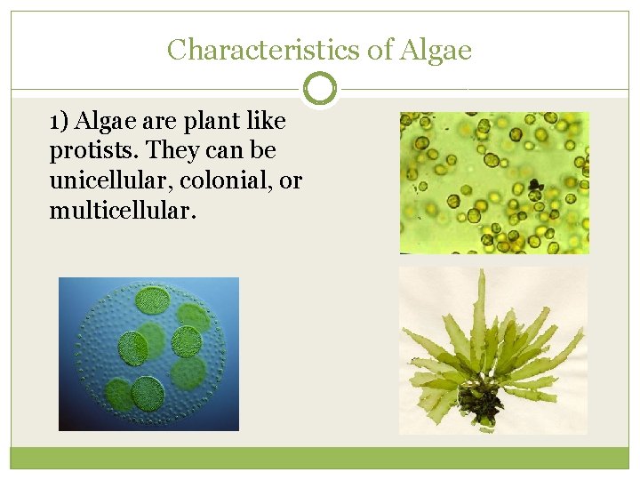 Characteristics of Algae 1) Algae are plant like protists. They can be unicellular, colonial,