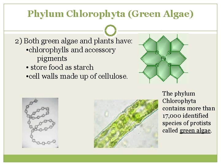 Phylum Chlorophyta (Green Algae) 2) Both green algae and plants have: • chlorophylls and