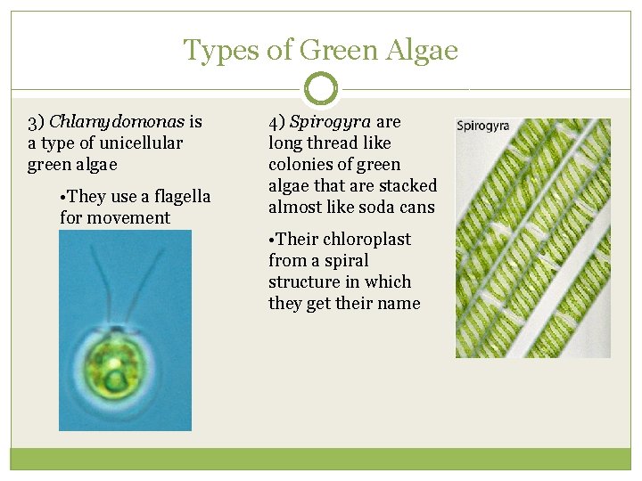 Types of Green Algae 3) Chlamydomonas is a type of unicellular green algae •