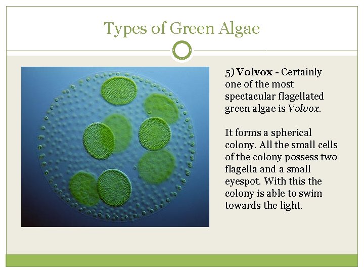 Types of Green Algae 5) Volvox - Certainly one of the most spectacular flagellated