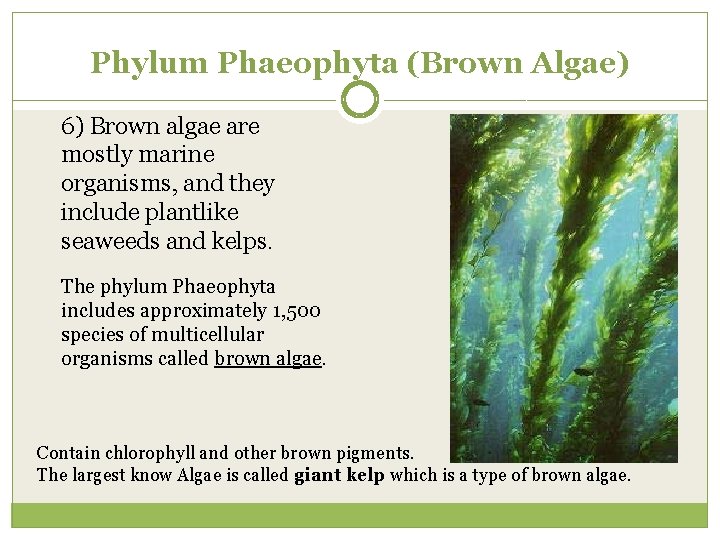 Phylum Phaeophyta (Brown Algae) 6) Brown algae are mostly marine organisms, and they include