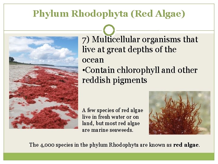 Phylum Rhodophyta (Red Algae) 7) Multicellular organisms that live at great depths of the
