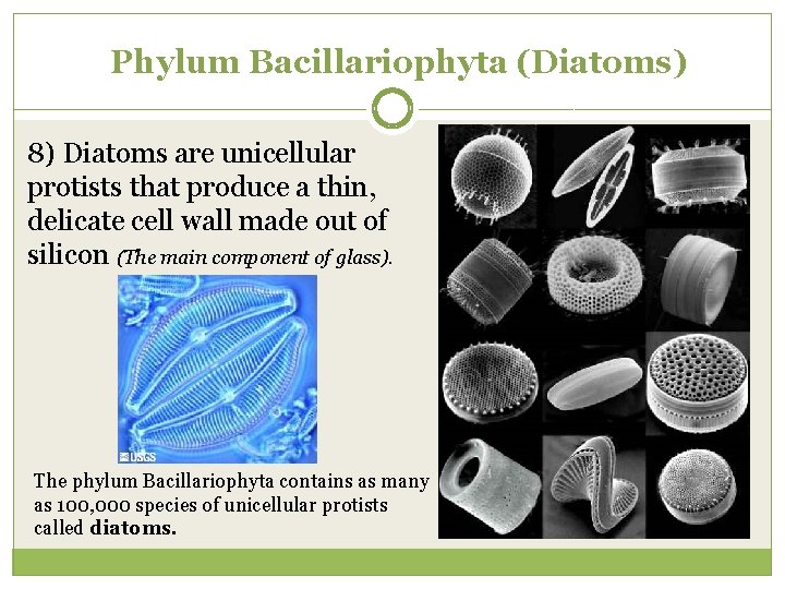 Phylum Bacillariophyta (Diatoms) 8) Diatoms are unicellular protists that produce a thin, delicate cell