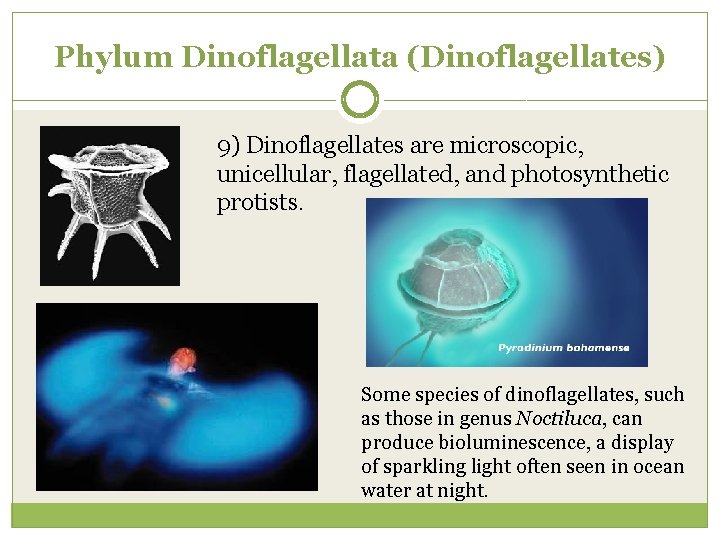 Phylum Dinoflagellata (Dinoflagellates) 9) Dinoflagellates are microscopic, unicellular, flagellated, and photosynthetic protists. Some species