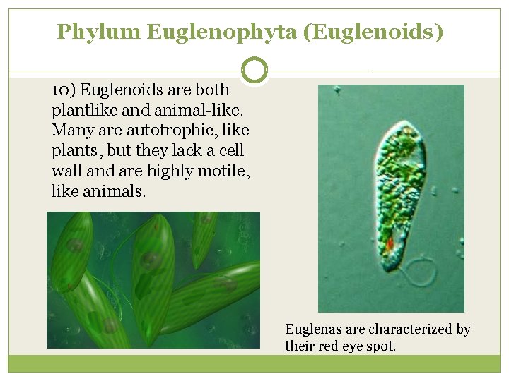 Phylum Euglenophyta (Euglenoids) 10) Euglenoids are both plantlike and animal-like. Many are autotrophic, like