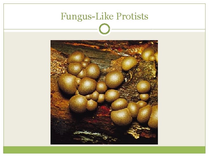 Fungus-Like Protists 