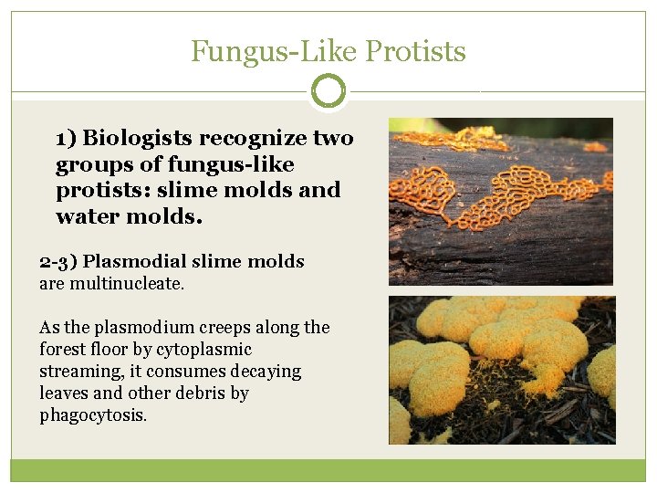 Fungus-Like Protists 1) Biologists recognize two groups of fungus-like protists: slime molds and water