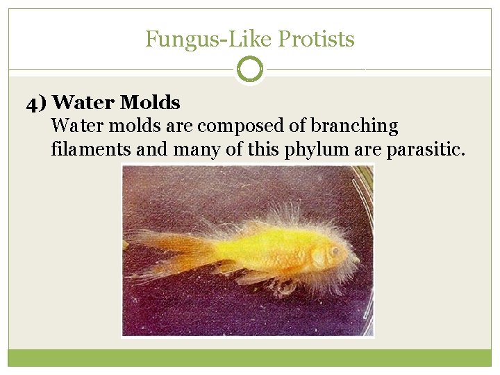 Fungus-Like Protists 4) Water Molds Water molds are composed of branching filaments and many