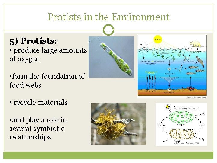 Protists in the Environment 5) Protists: • produce large amounts of oxygen • form