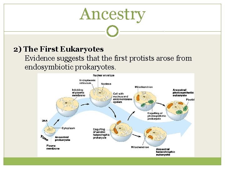Ancestry 2) The First Eukaryotes Evidence suggests that the first protists arose from endosymbiotic