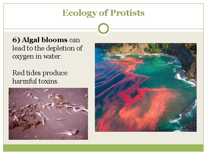 Ecology of Protists 6) Algal blooms can lead to the depletion of oxygen in