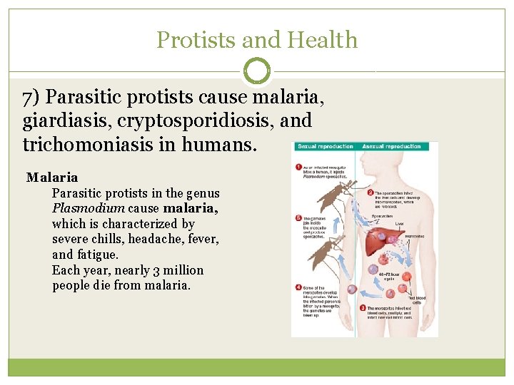 Protists and Health 7) Parasitic protists cause malaria, giardiasis, cryptosporidiosis, and trichomoniasis in humans.