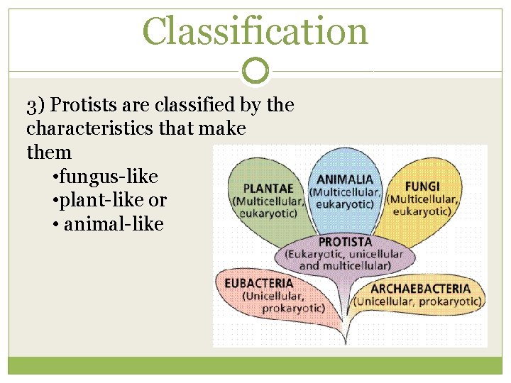Classification 3) Protists are classified by the characteristics that make them • fungus-like •