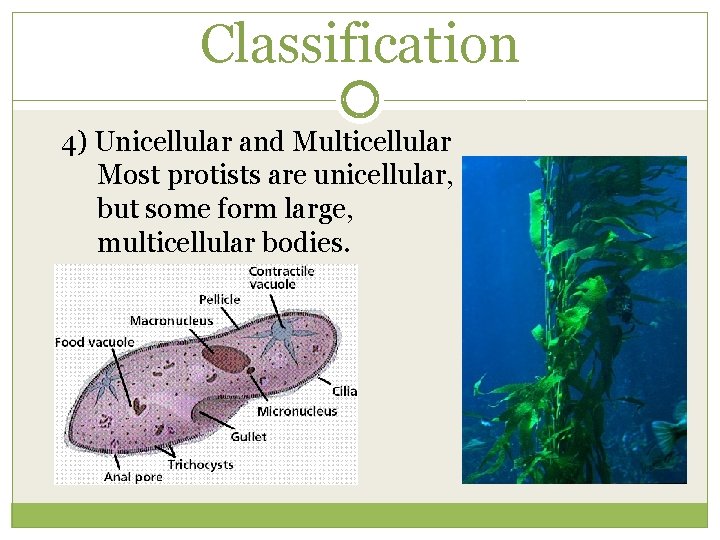 Classification 4) Unicellular and Multicellular Most protists are unicellular, but some form large, multicellular