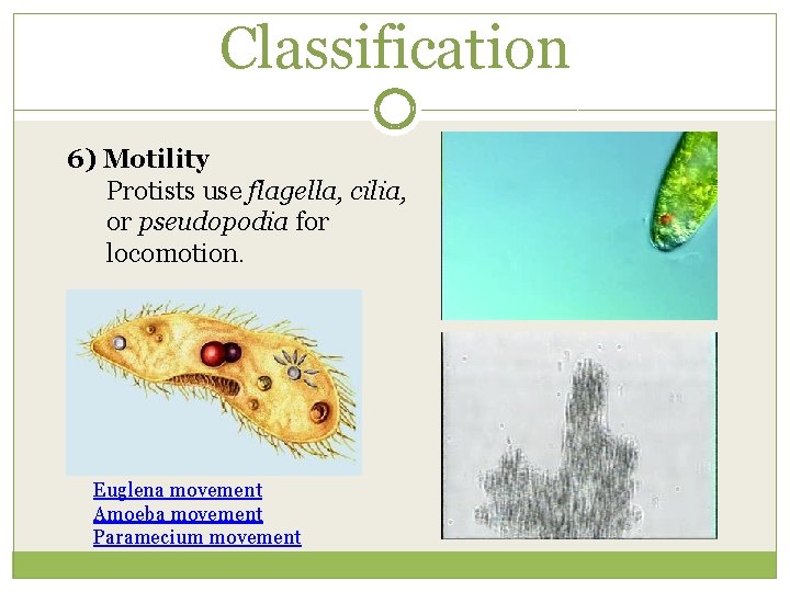 Classification 6) Motility Protists use flagella, cilia, or pseudopodia for locomotion. Euglena movement Amoeba