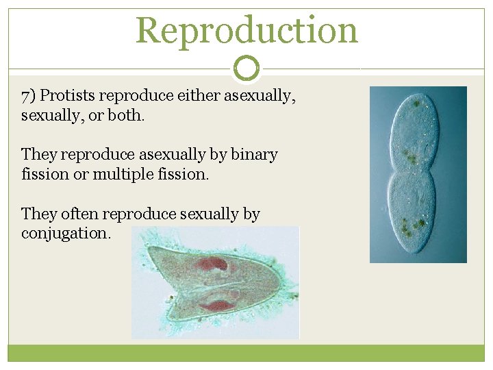 Reproduction 7) Protists reproduce either asexually, or both. They reproduce asexually by binary fission