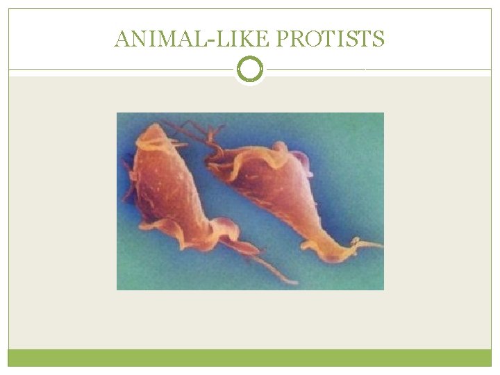 ANIMAL-LIKE PROTISTS 