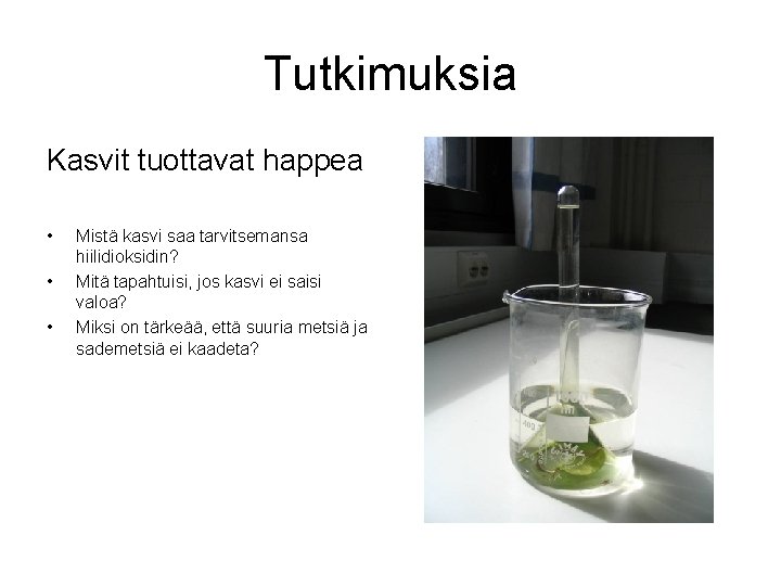 Tutkimuksia Kasvit tuottavat happea • • • Mistä kasvi saa tarvitsemansa hiilidioksidin? Mitä tapahtuisi,