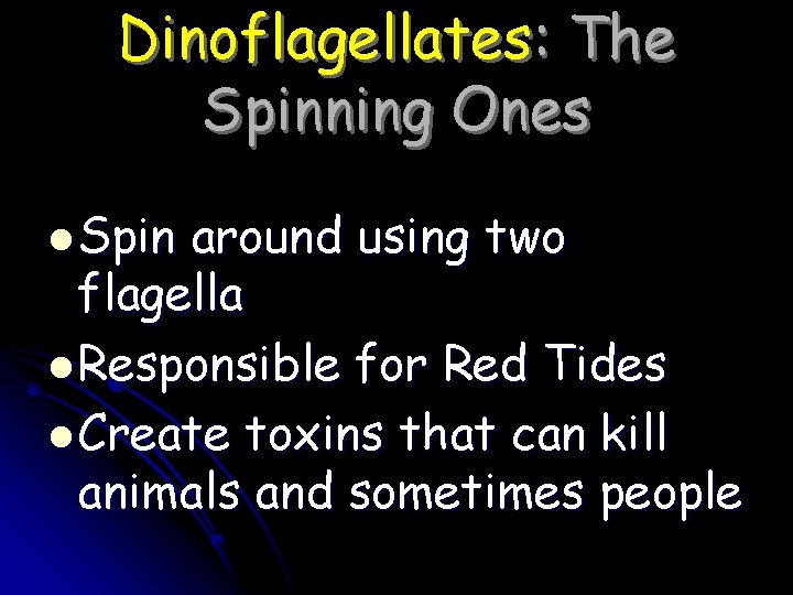 Dinoflagellates: The Spinning Ones l Spin around using two flagella l Responsible for Red