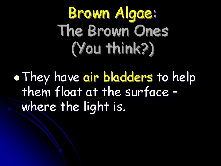 Brown Algae: The Brown Ones (You think? ) l They have air bladders to