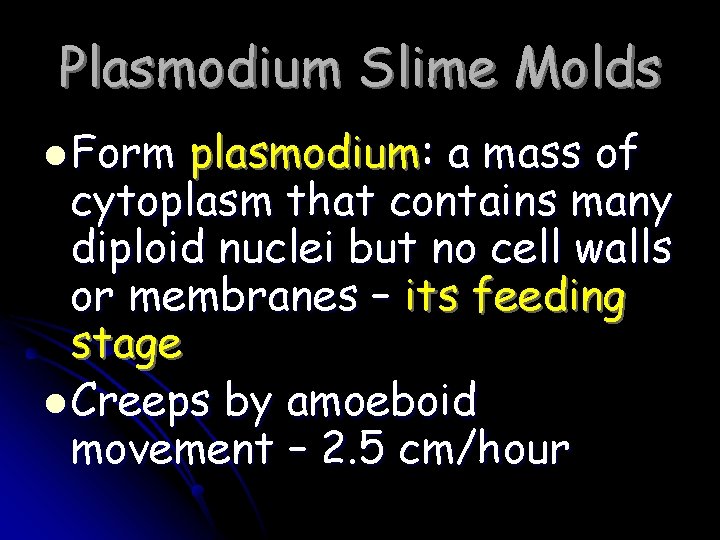 Plasmodium Slime Molds l Form plasmodium: a mass of cytoplasm that contains many diploid