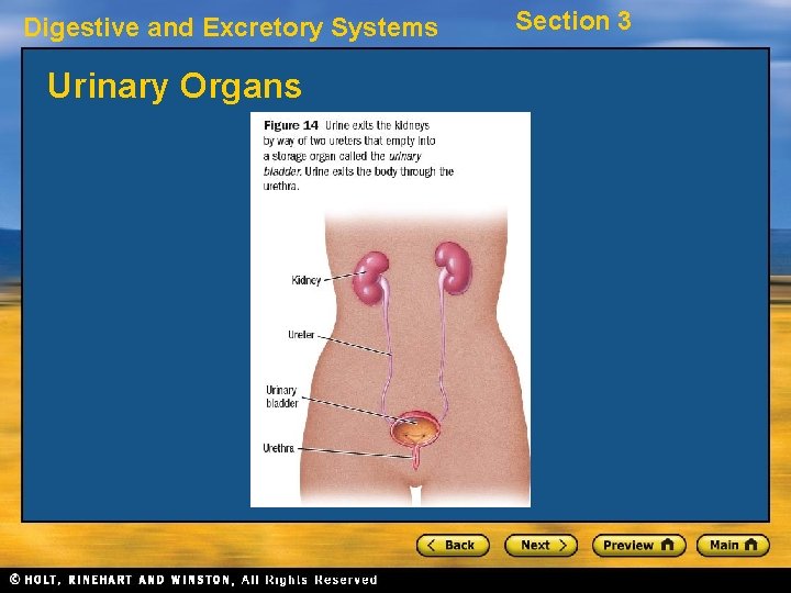 Digestive and Excretory Systems Urinary Organs Section 3 