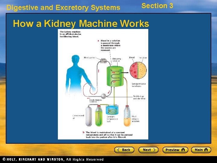 Digestive and Excretory Systems Section 3 How a Kidney Machine Works 