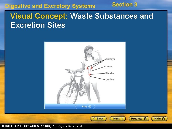Digestive and Excretory Systems Section 3 Visual Concept: Waste Substances and Excretion Sites 
