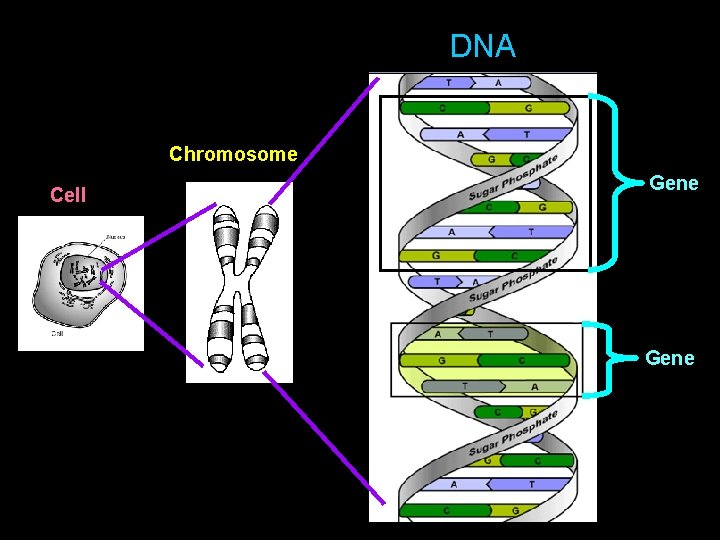 DNA Chromosome Cell Gene 
