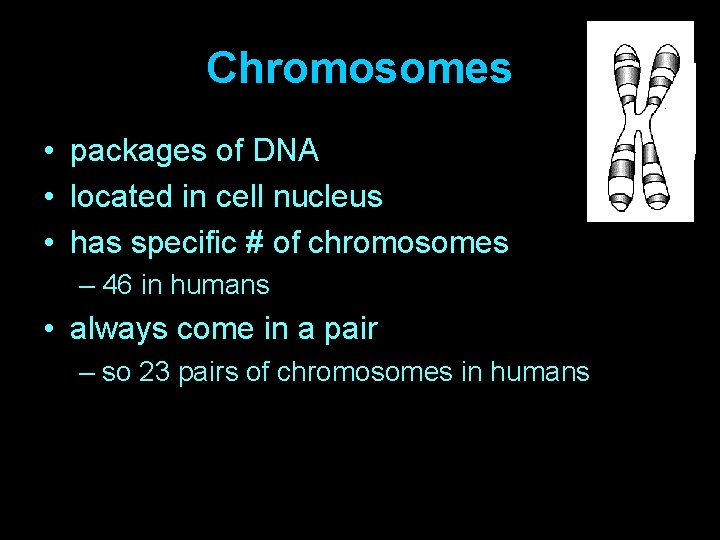 Chromosomes • packages of DNA • located in cell nucleus • has specific #