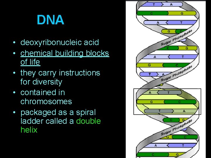 DNA • deoxyribonucleic acid • chemical building blocks of life • they carry instructions