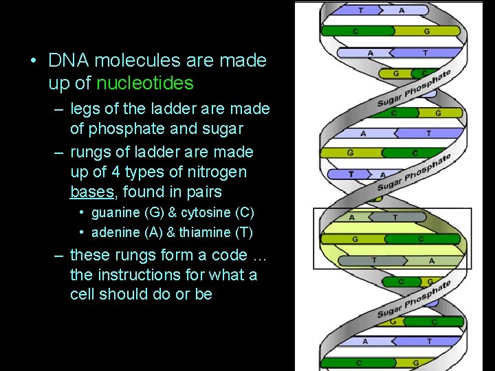  • DNA molecules are made up of nucleotides – legs of the ladder