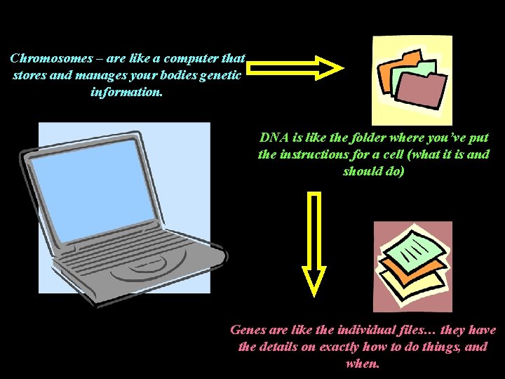 Chromosomes – are like a computer that stores and manages your bodies genetic information.
