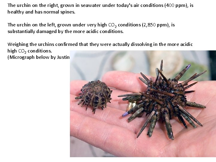 The urchin on the right, grown in seawater under today's air conditions (400 ppm),