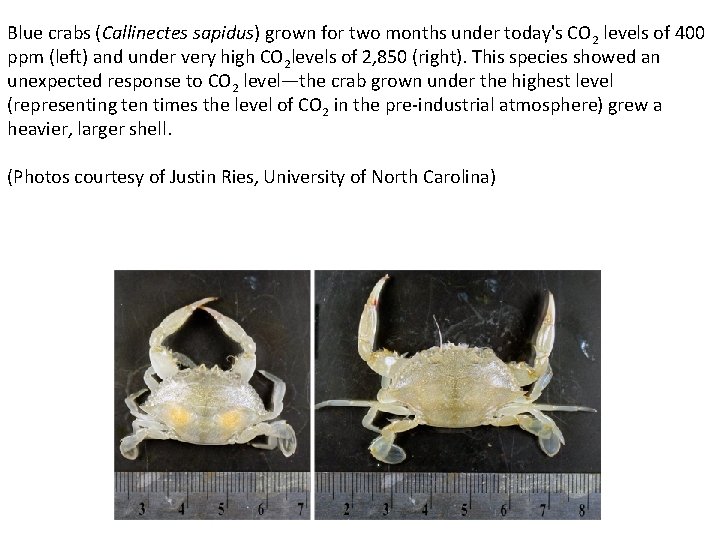 Blue crabs (Callinectes sapidus) grown for two months under today's CO 2 levels of