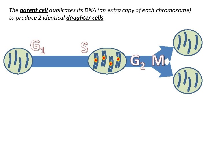 The parent cell duplicates its DNA (an extra copy of each chromosome) to produce