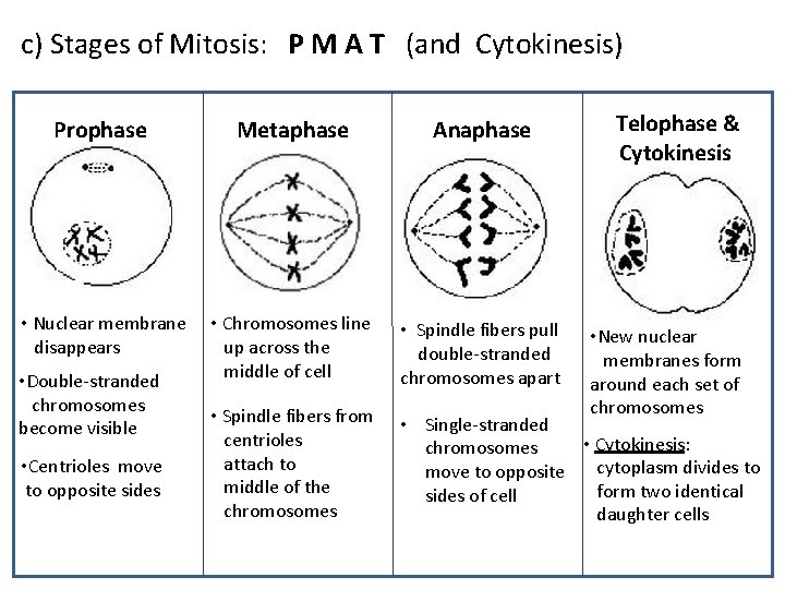 c) Stages of Mitosis: P M A T (and Cytokinesis) Telophase & Cytokinesis Prophase