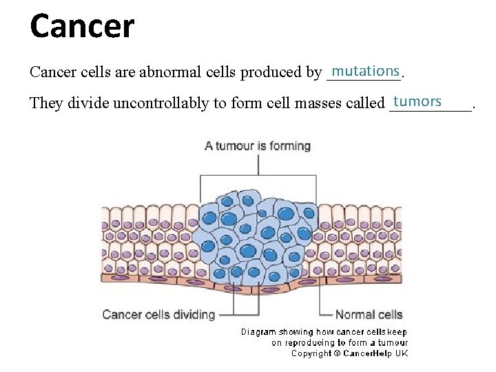 Cancer mutations Cancer cells are abnormal cells produced by _____. tumors They divide uncontrollably