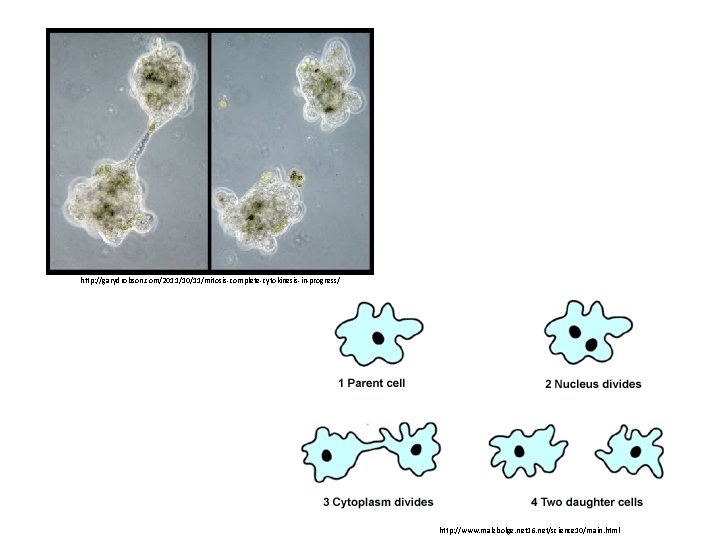 http: //garydrobson. com/2011/10/11/mitosis-complete-cytokinesis-in-progress/ http: //www. malebolge. net 16. net/science 10/main. html 