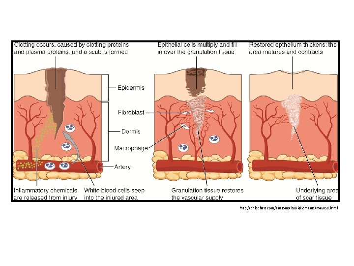 http: //philschatz. com/anatomy-book/contents/m 46058. html 