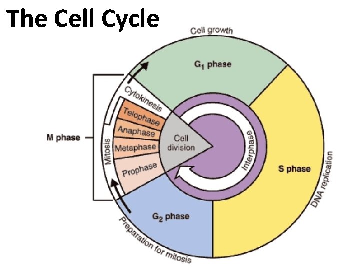 The Cell Cycle 