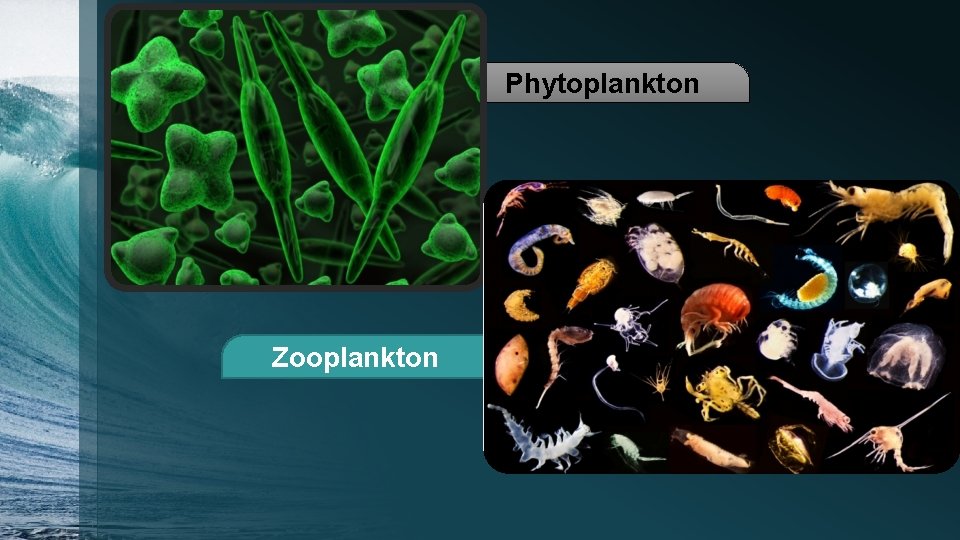 Phytoplankton Zooplankton 