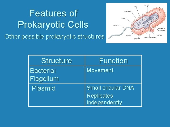 Features of Prokaryotic Cells Other possible prokaryotic structures Structure Bacterial Flagellum Plasmid Function Movement