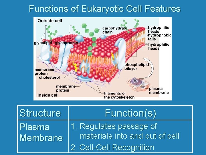Functions of Eukaryotic Cell Features Structure Function(s) 1. Regulates passage of Plasma materials into