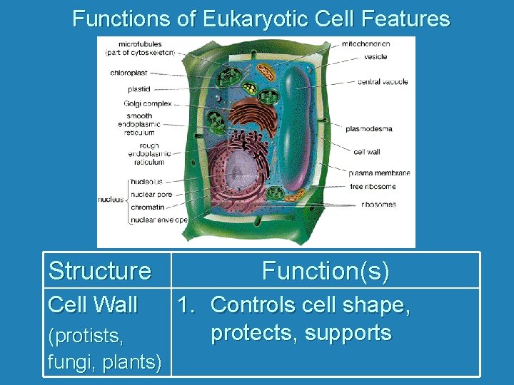 Functions of Eukaryotic Cell Features Structure Cell Wall (protists, fungi, plants) Function(s) 1. Controls