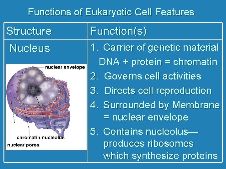 Functions of Eukaryotic Cell Features Structure Nucleus Function(s) 1. Carrier of genetic material DNA