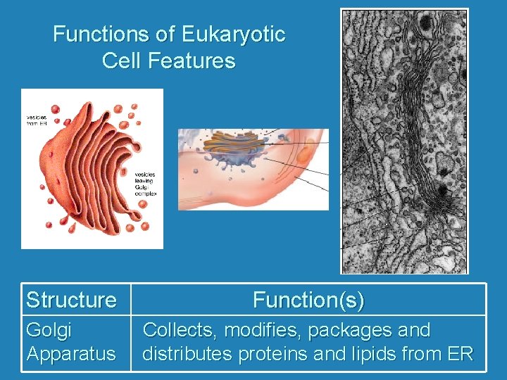 Functions of Eukaryotic Cell Features Structure Function(s) Golgi Apparatus Collects, modifies, packages and distributes