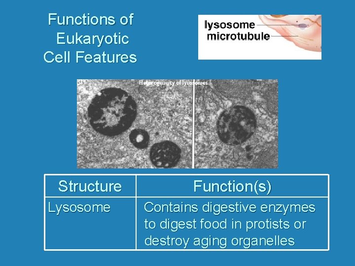 Functions of Eukaryotic Cell Features Structure Lysosome Function(s) Contains digestive enzymes to digest food