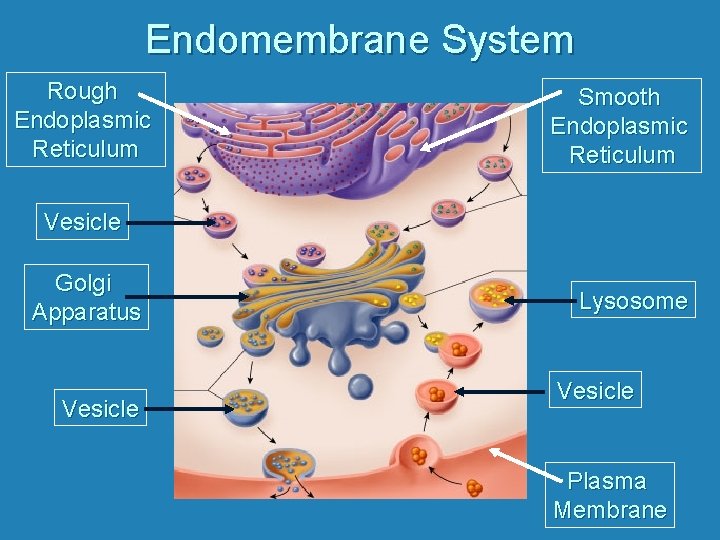 Endomembrane System Rough Endoplasmic Reticulum Smooth Endoplasmic Reticulum Vesicle Golgi Apparatus Vesicle Lysosome Vesicle