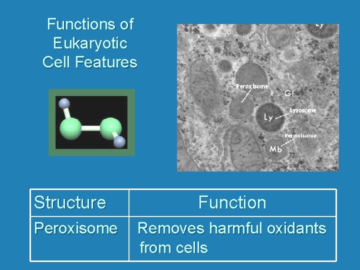 Functions of Eukaryotic Cell Features Structure Peroxisome Function Removes harmful oxidants from cells 